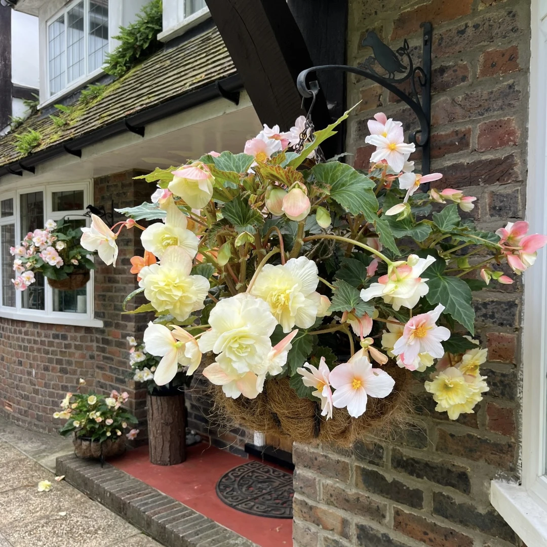 柠檬浆果大盆 景观海棠