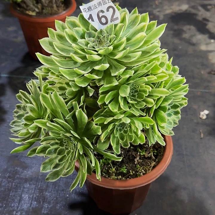 红陶碧浪162000000