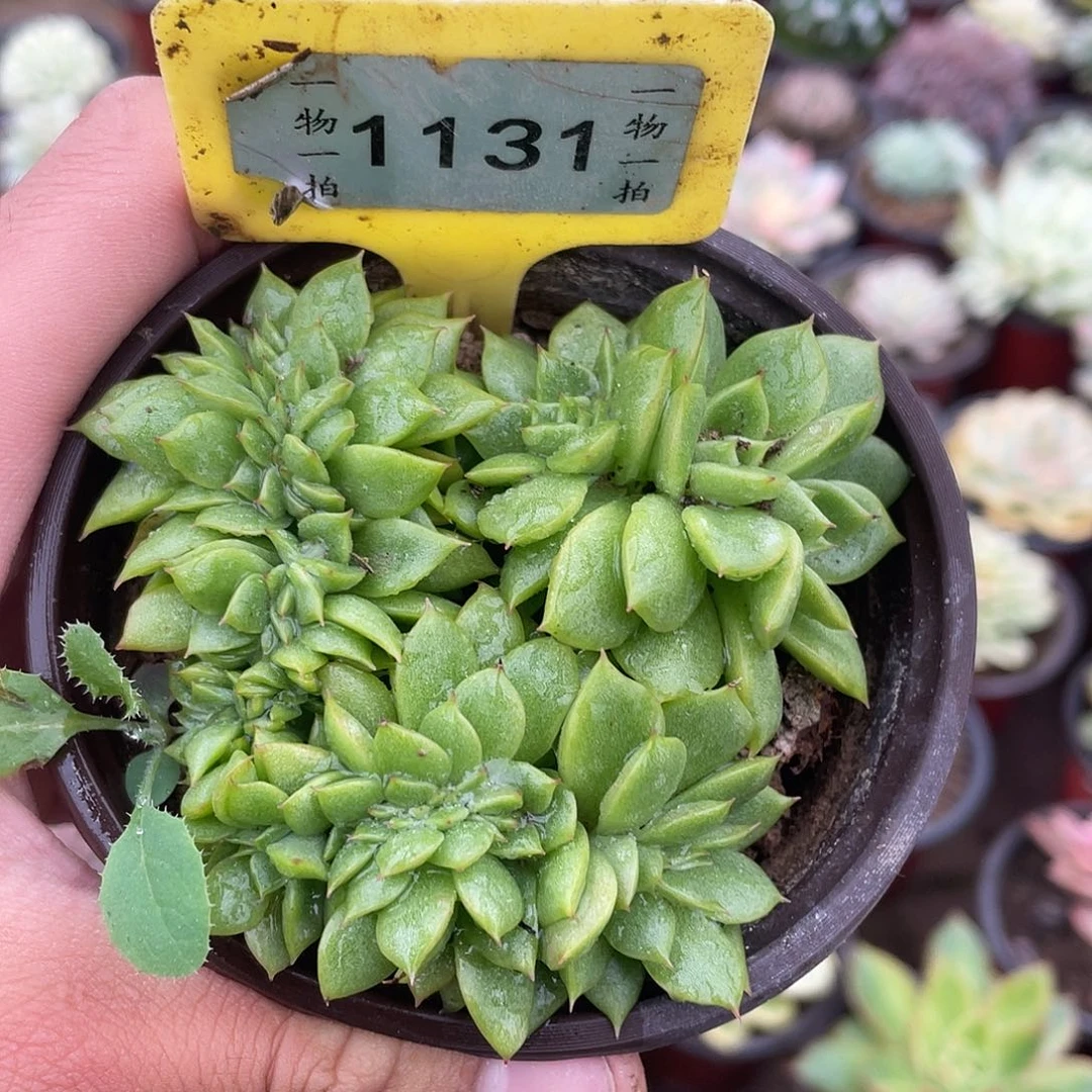 满***满哥们1131号呃岁阿婆in