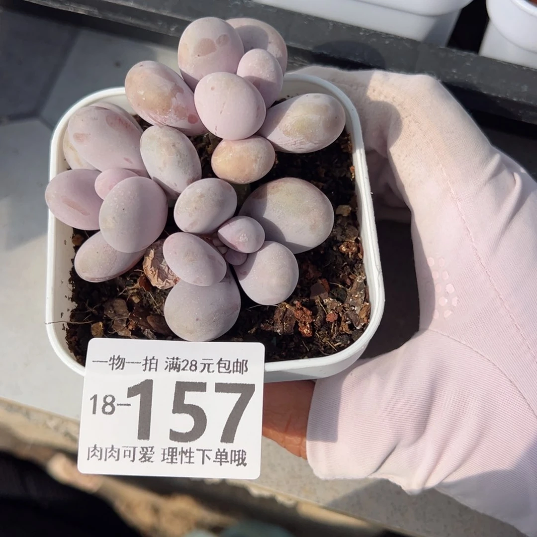 奶酪多肉多肉多肉多肉