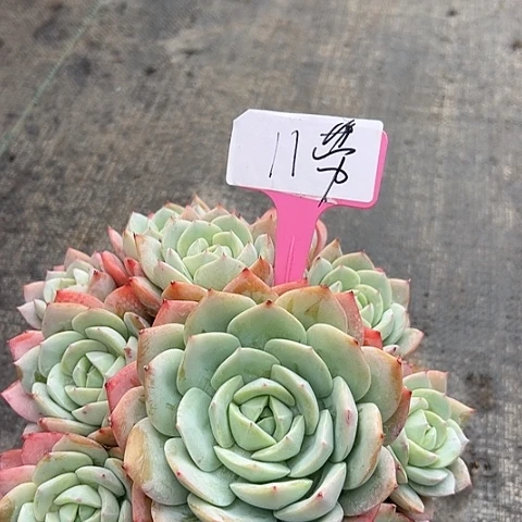 11恋曲盆多天^_^肉植物