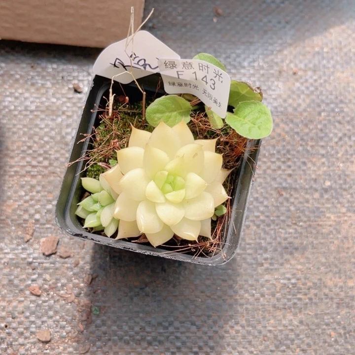 爱***壳143 带陶瓷盆发货 满28包邮