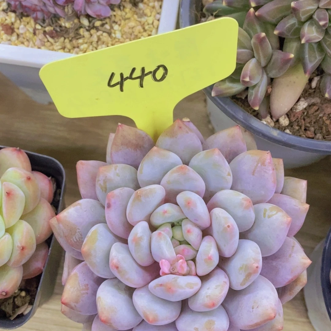 元旦第一场直播，节日快乐