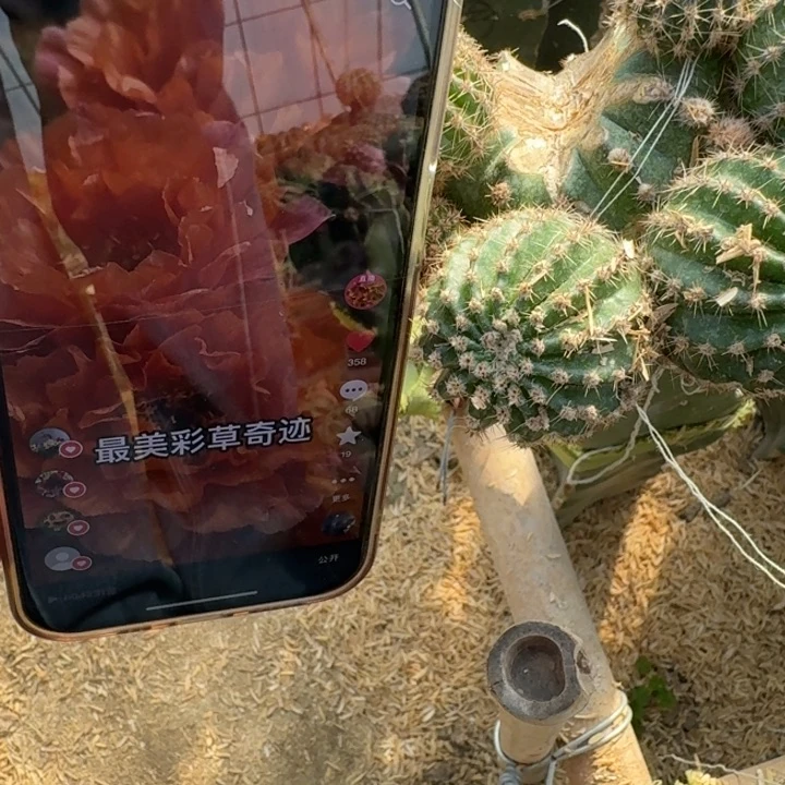 240彩草奇迹歪无根侧牙4公分左右