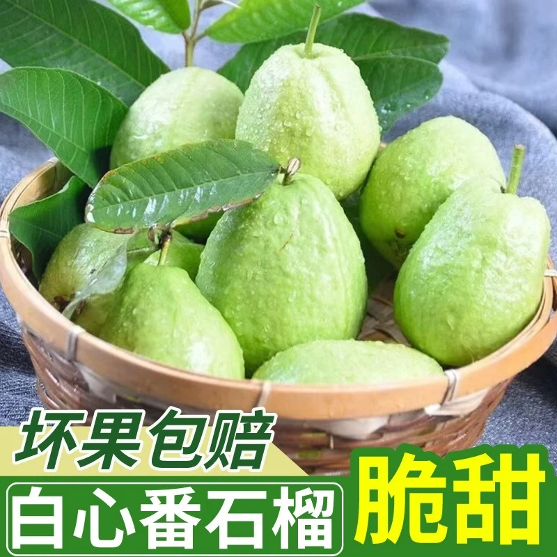 精选顺丰包邮广东产地直发芭乐白心番石榴脆甜口感现摘新鲜水果