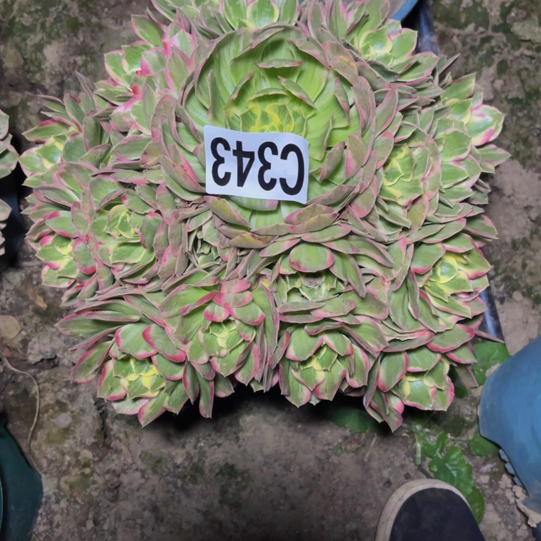 水蜜桃法师26///20包邮