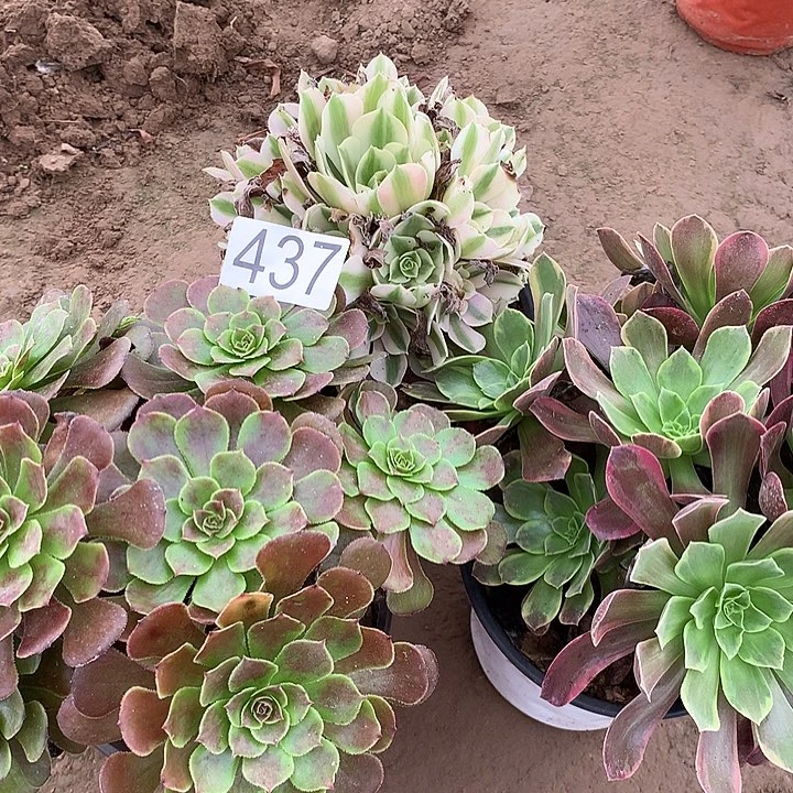 无花朵437三颗多肉植物组合