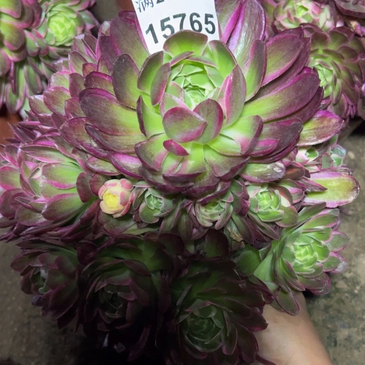 15765海鲜多肉植物