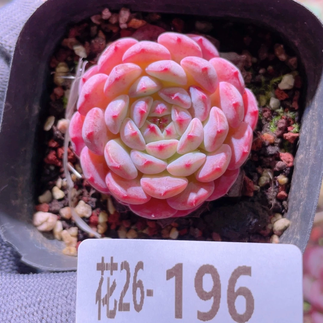 花利美26-196哈尼