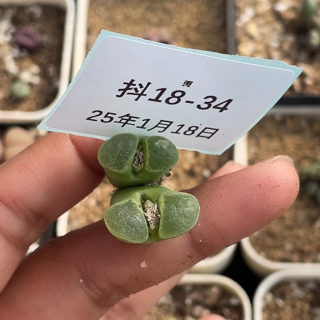 薄****18-34肉锥多肉植物