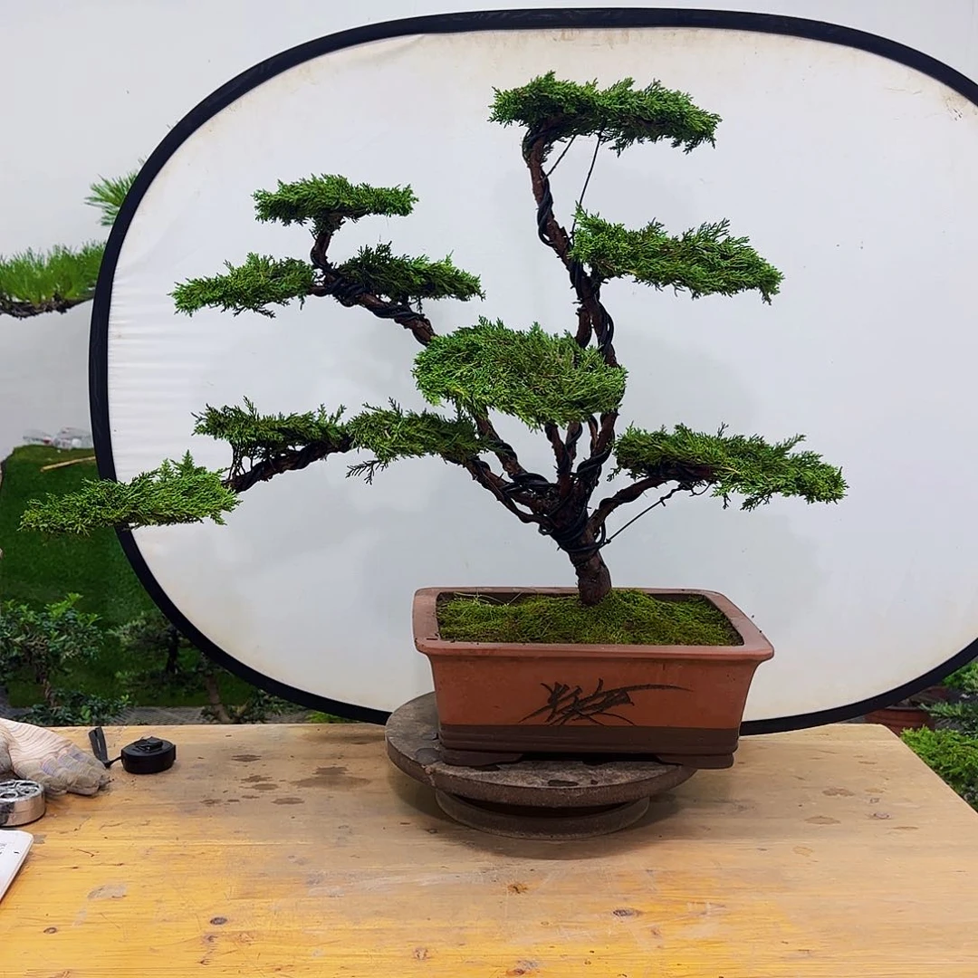 盆景盆景盆景盆景