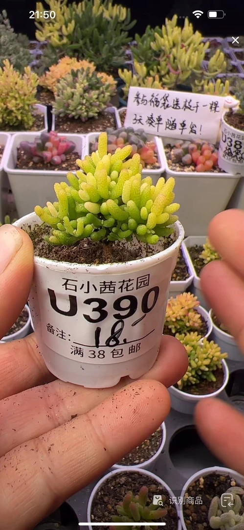 糖球黄锦-多肉植物枝干番杏