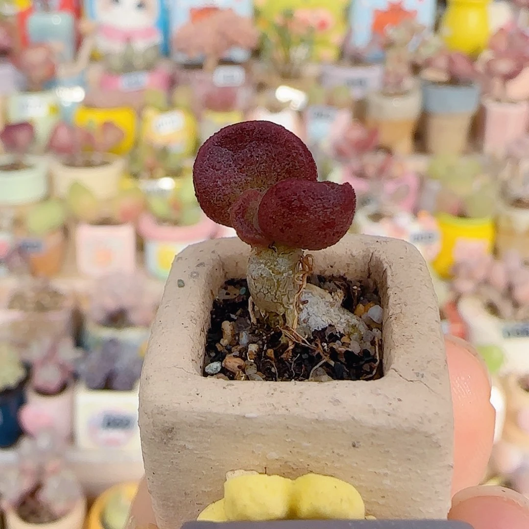 T水泡av盆口1.5cm