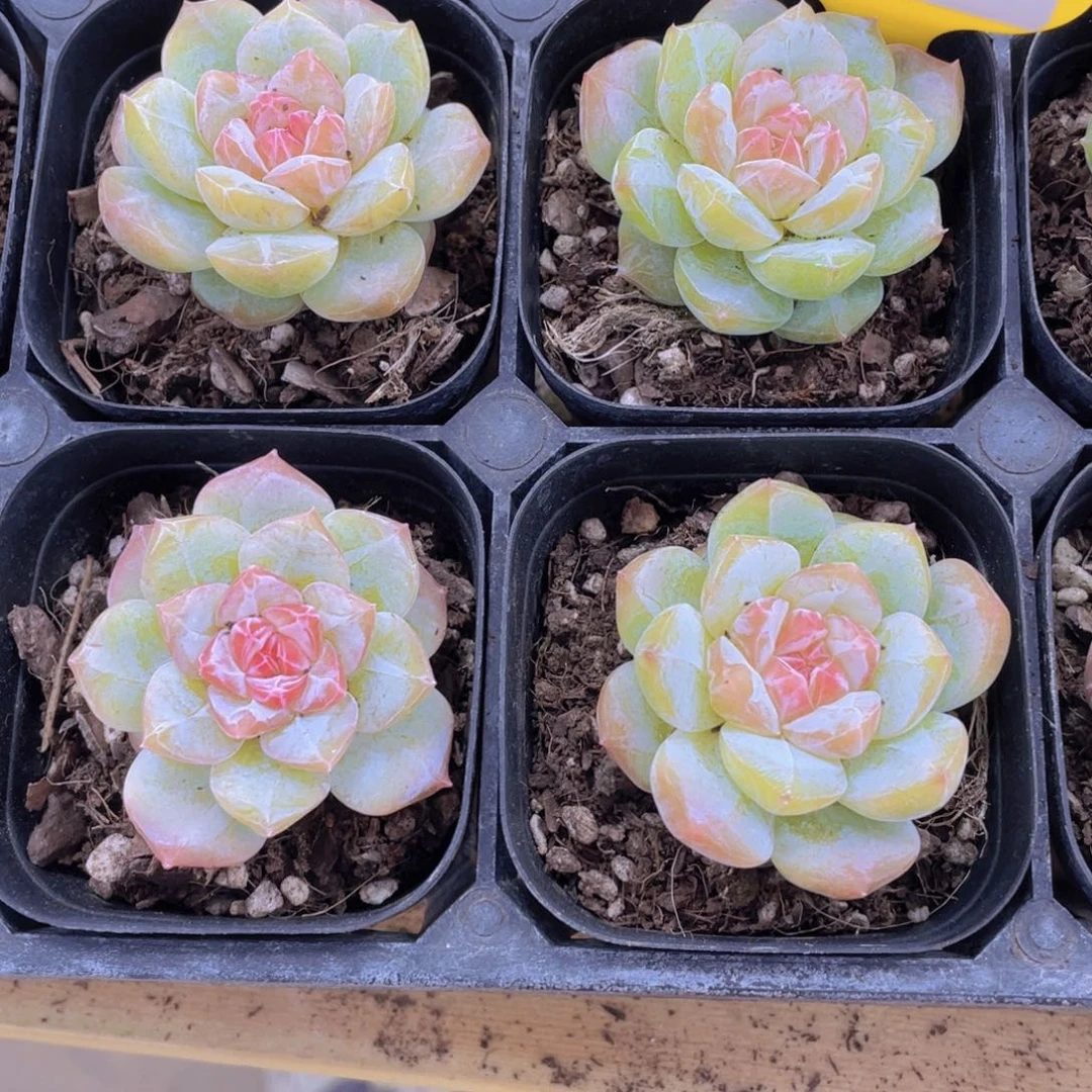 646号 月光白钻石珍妮单头一个