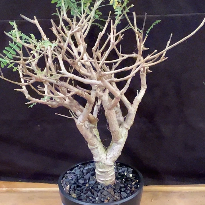 汤圆植物尼勒达橄榄