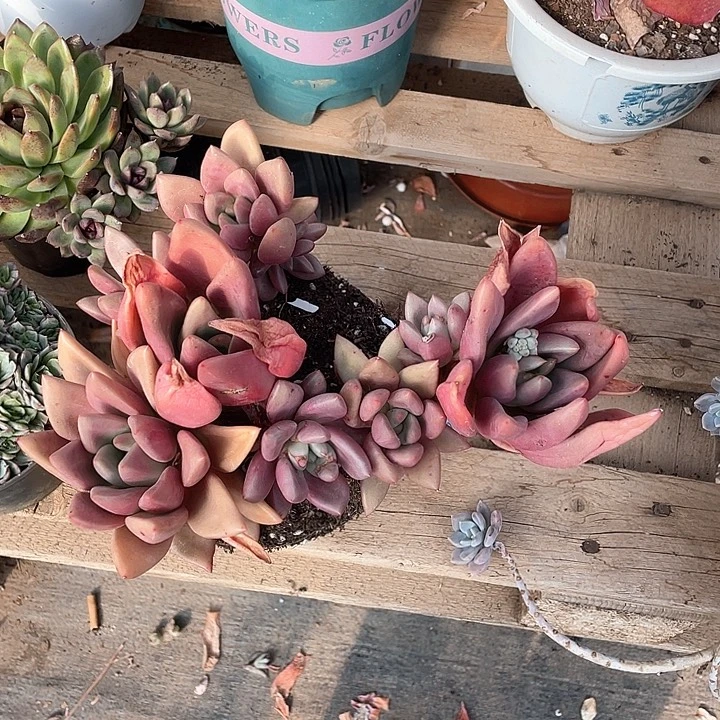 吧***啦桃花源多肉植物大群