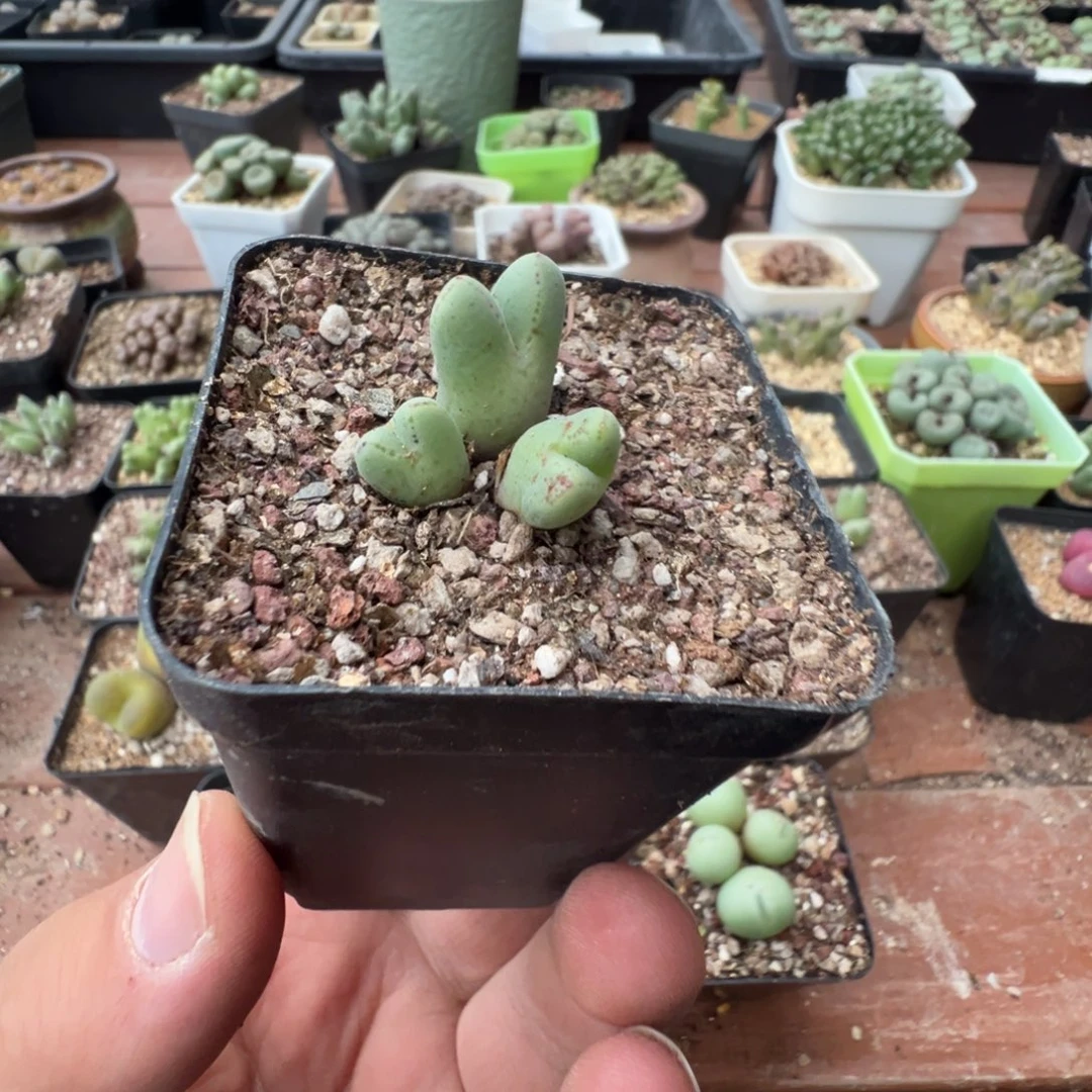 3-40肉锥多肉植物，