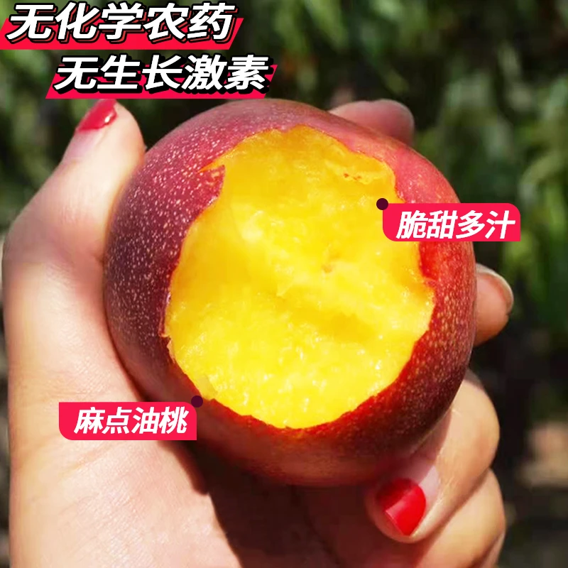 安徽砀山露天麻点黄心油桃新鲜采摘脆甜爽口果肉鲜嫩桃子新鲜水果