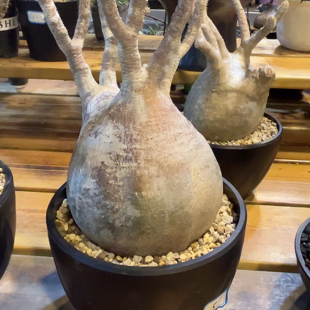 汤圆植物象牙宫原价4800