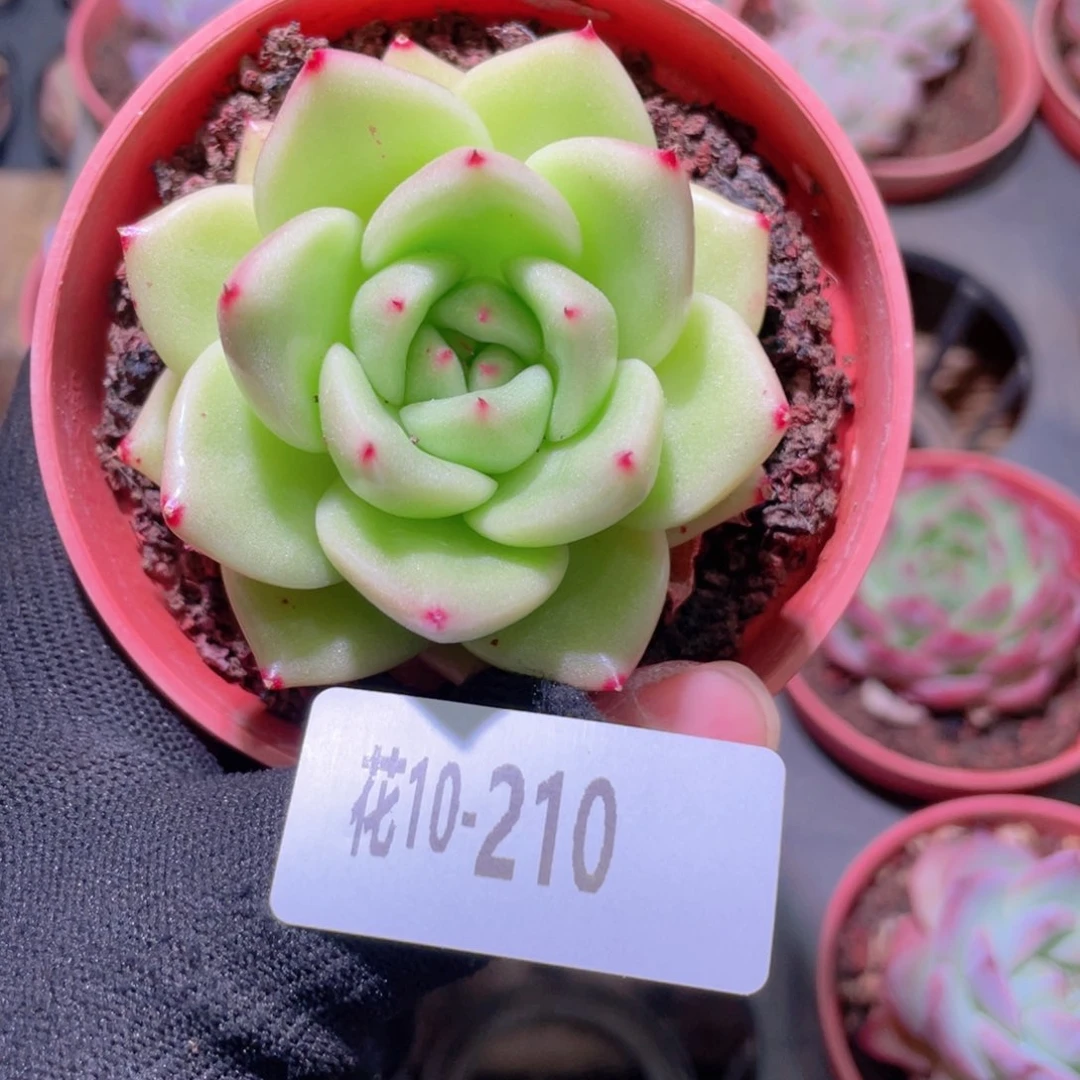 ✨****✨花利美10-210新品