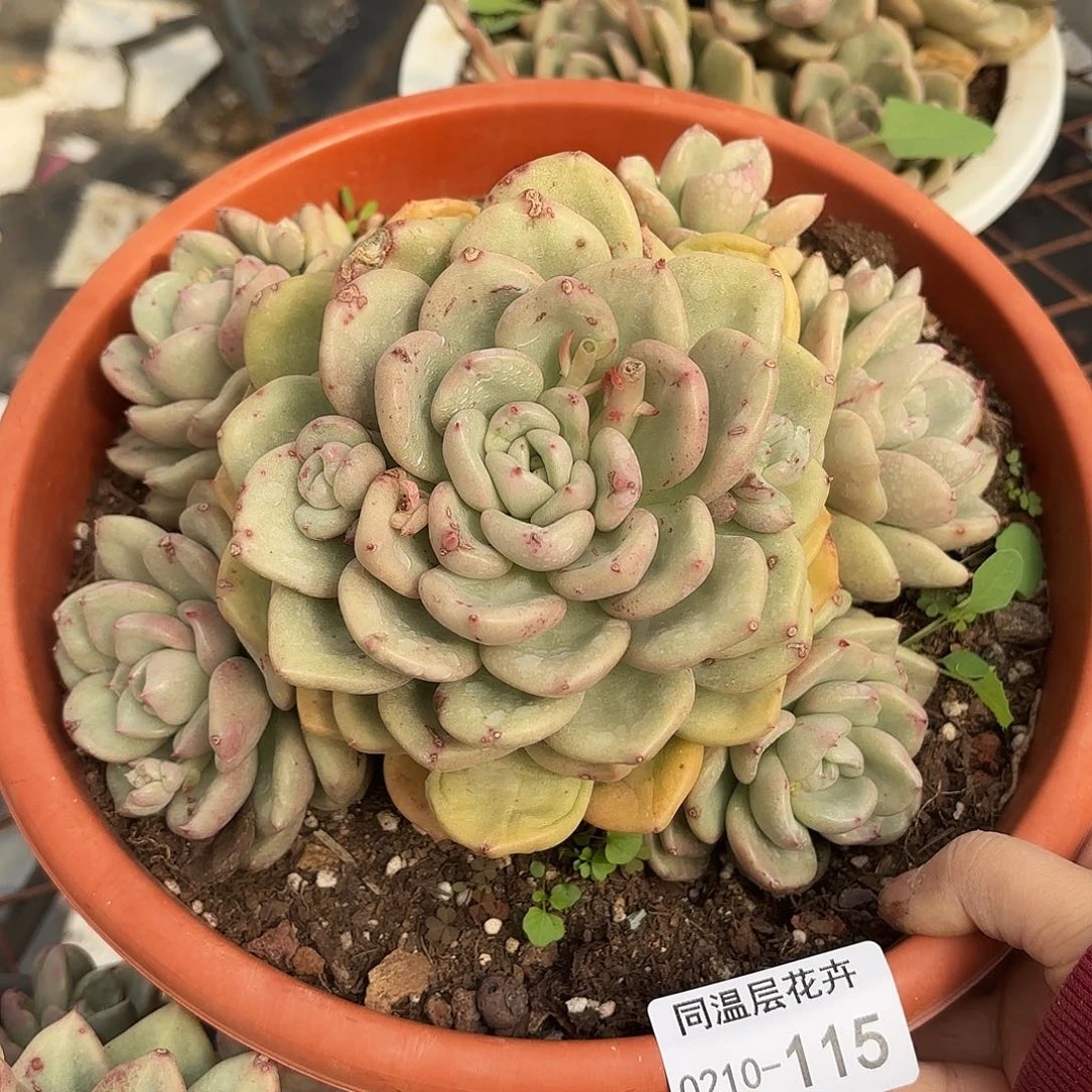 华*同温层多肉奶油鳄梨115