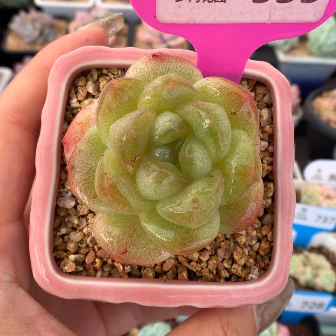 533冰玉石化透心多肉植物