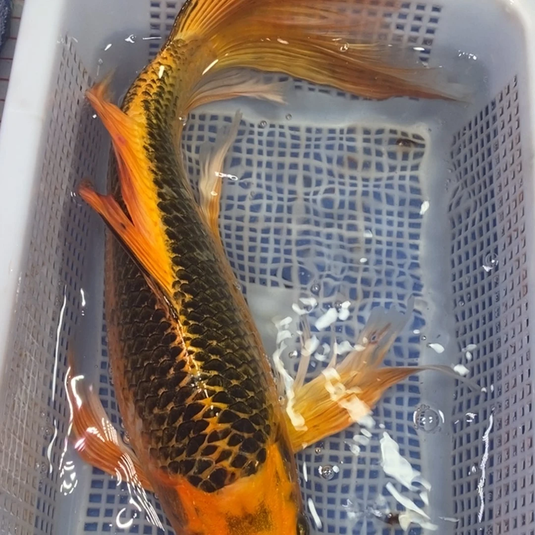 锦鲤冷水金龙包邮