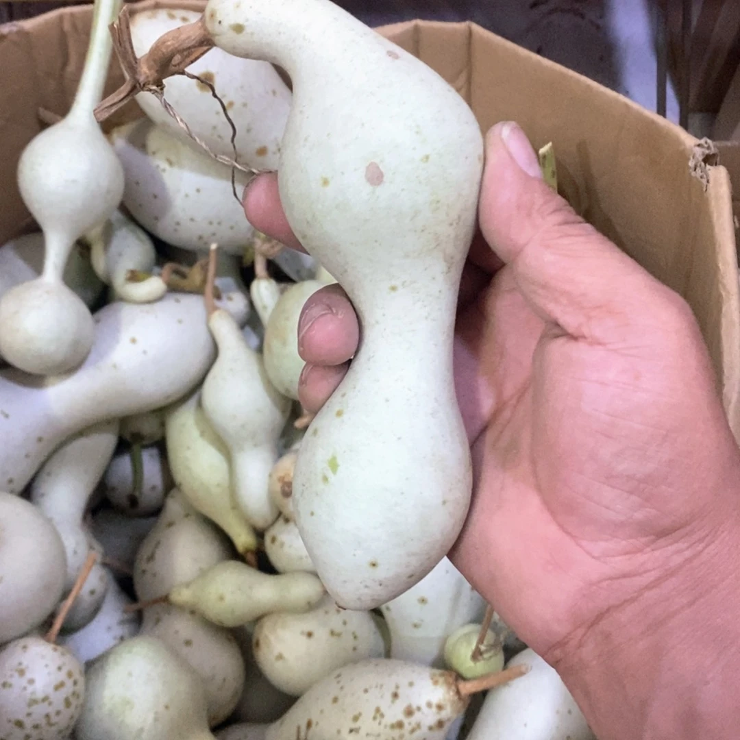 涛**8文玩葫芦青皮葫芦