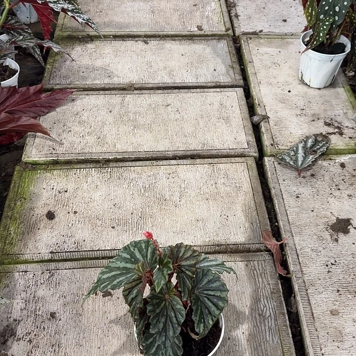 完全开放加亚秋海棠