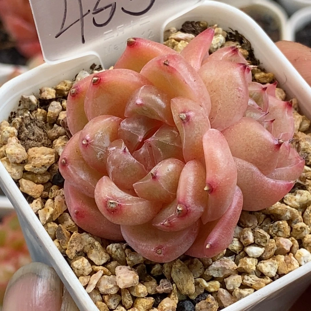 天官赐福百无禁忌