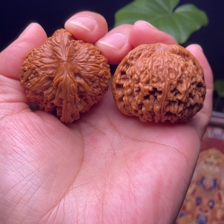 南疆石  粗愣子  矮桩