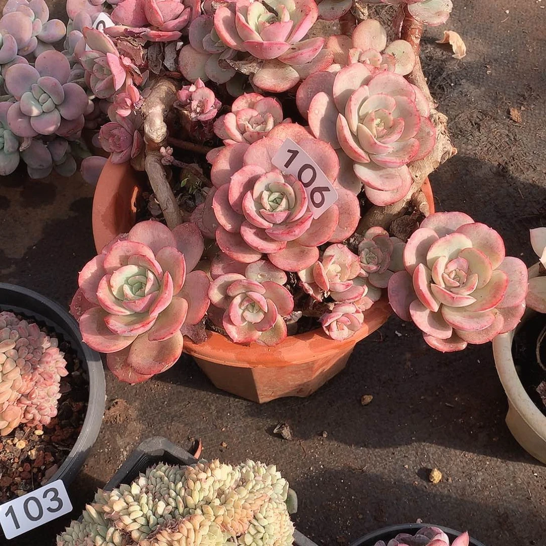 106瑶池仙子 一物一拍多肉