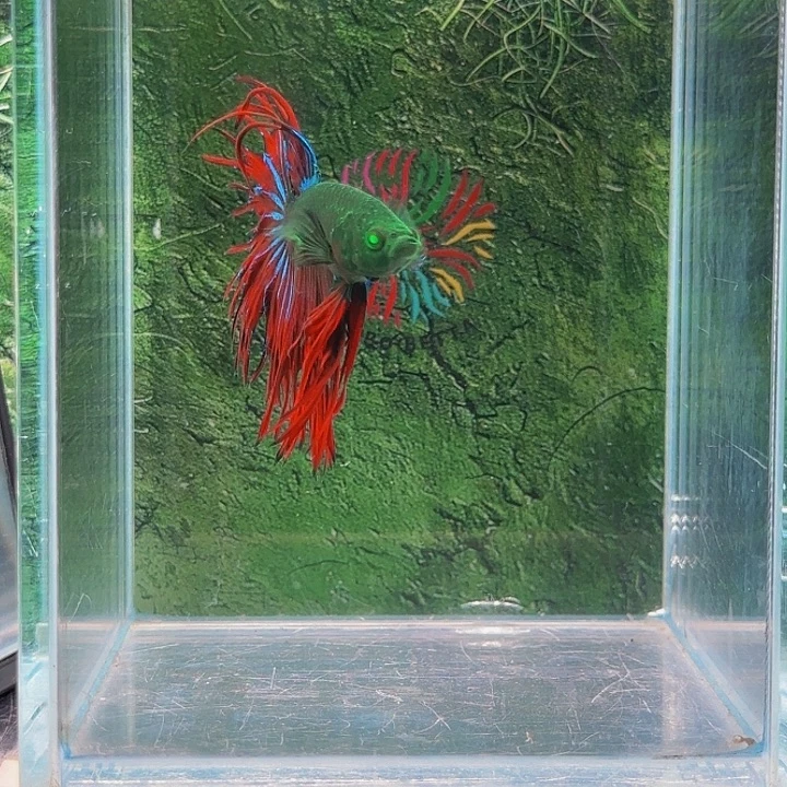 红海倒吊鱼那会在路上走