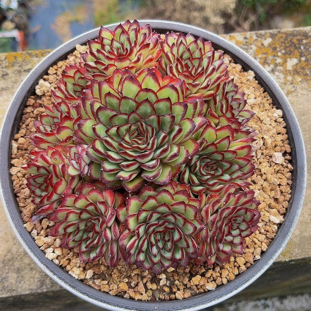 奶****多肉植物保护研究所所长