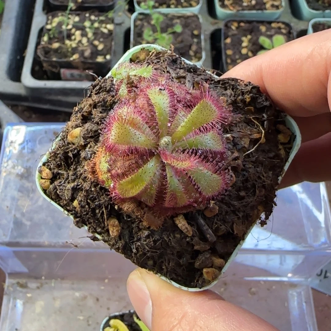 完全开放爱丽丝茅膏菜