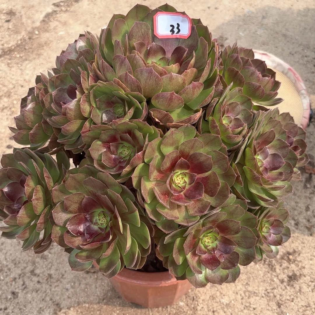 全部花朵33黑膜多肉植物