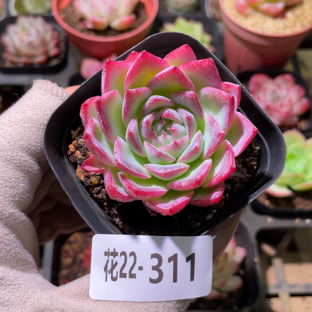 花利美22-311孤星