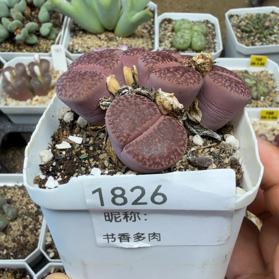 芥***辣多肉。