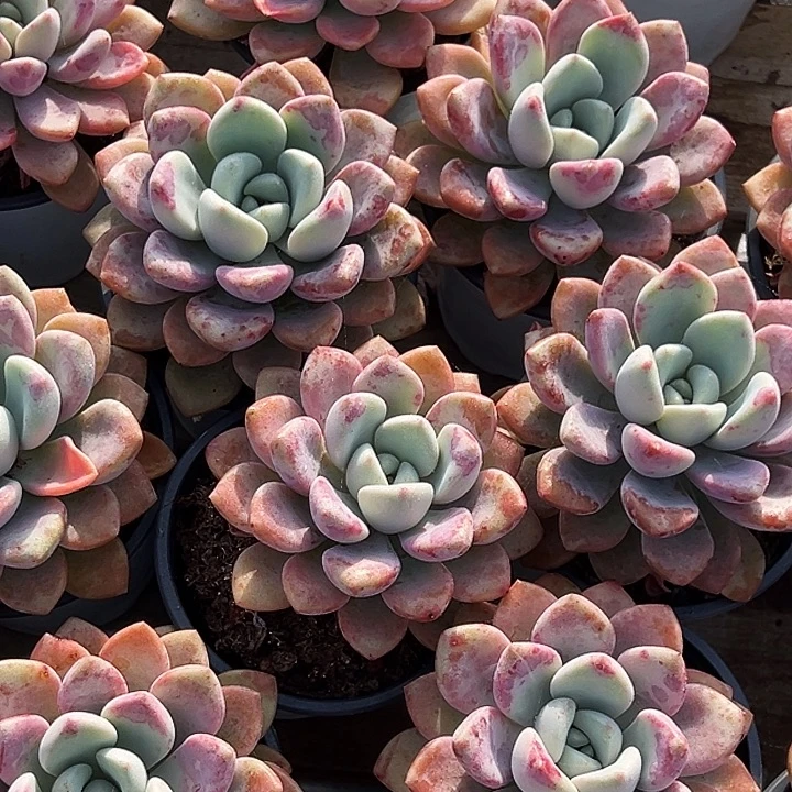 大单头       花斑露