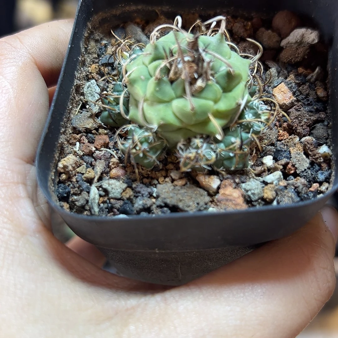 20号实生捧花升云龙3.3公分带盆