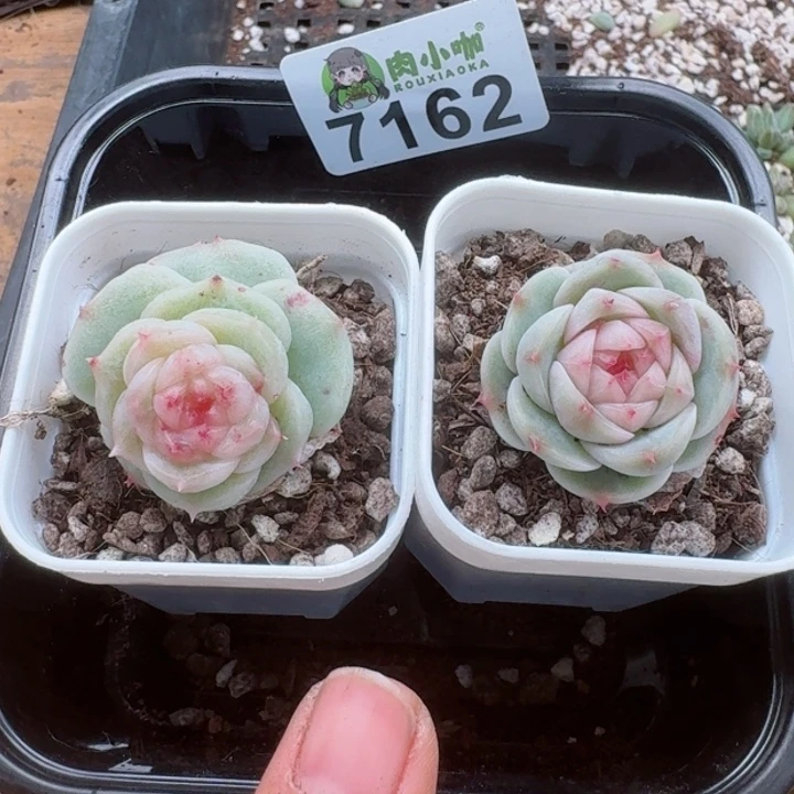 原****啊多肉植物多肉植物