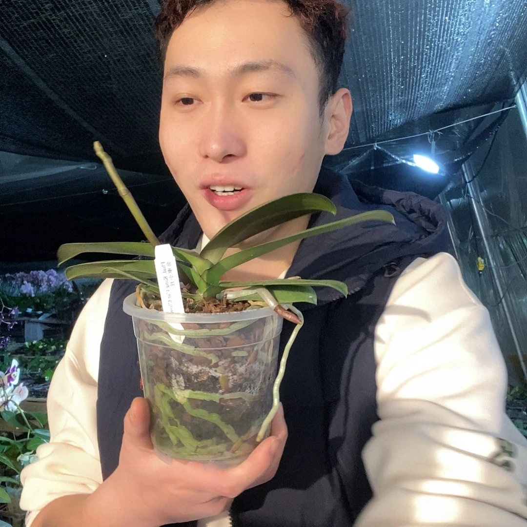 无花朵金车小丑带花剑
