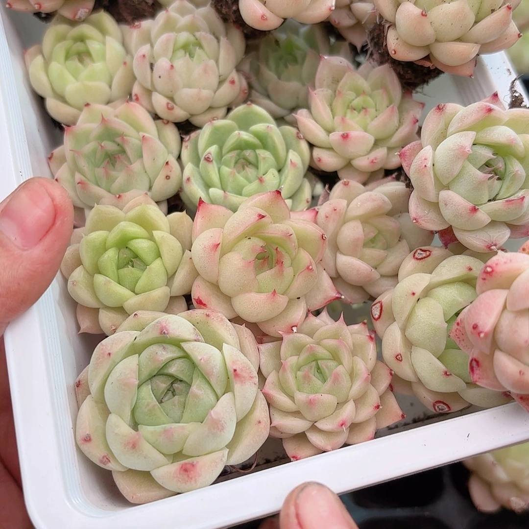 如图品质21颗麦秆 新疆西藏内蒙不发货