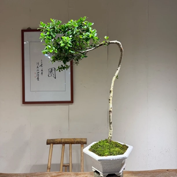 海岛栀子花老桩盆景适合庭院造景清新美观带盆发货