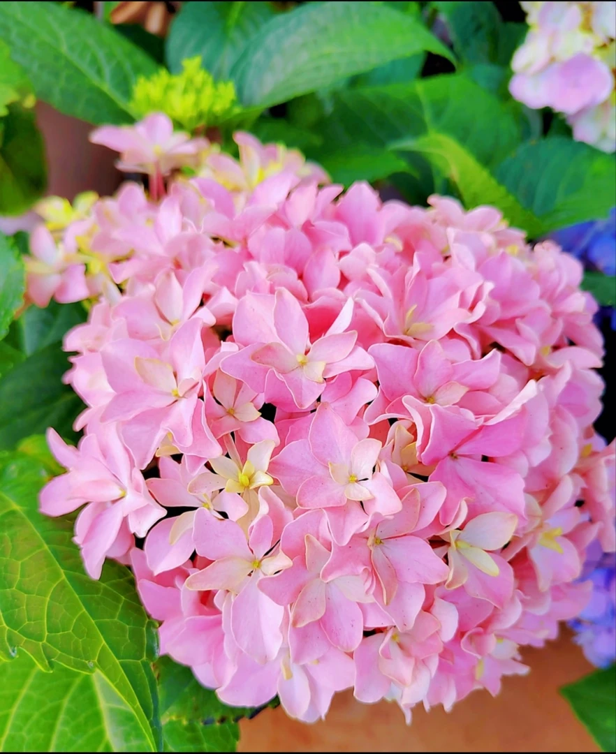 【叠梦绣球花】原盆原土带花苞大花球大花型绣球花好养大花球公主