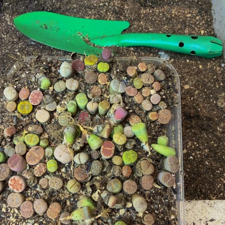 红*多肉植物和植物等植物67