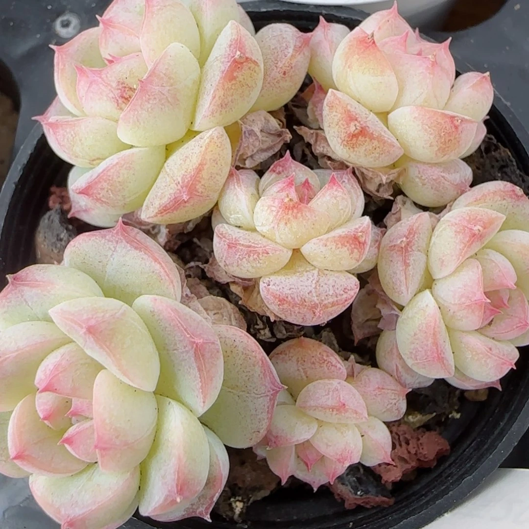 花语逸镜0206-635