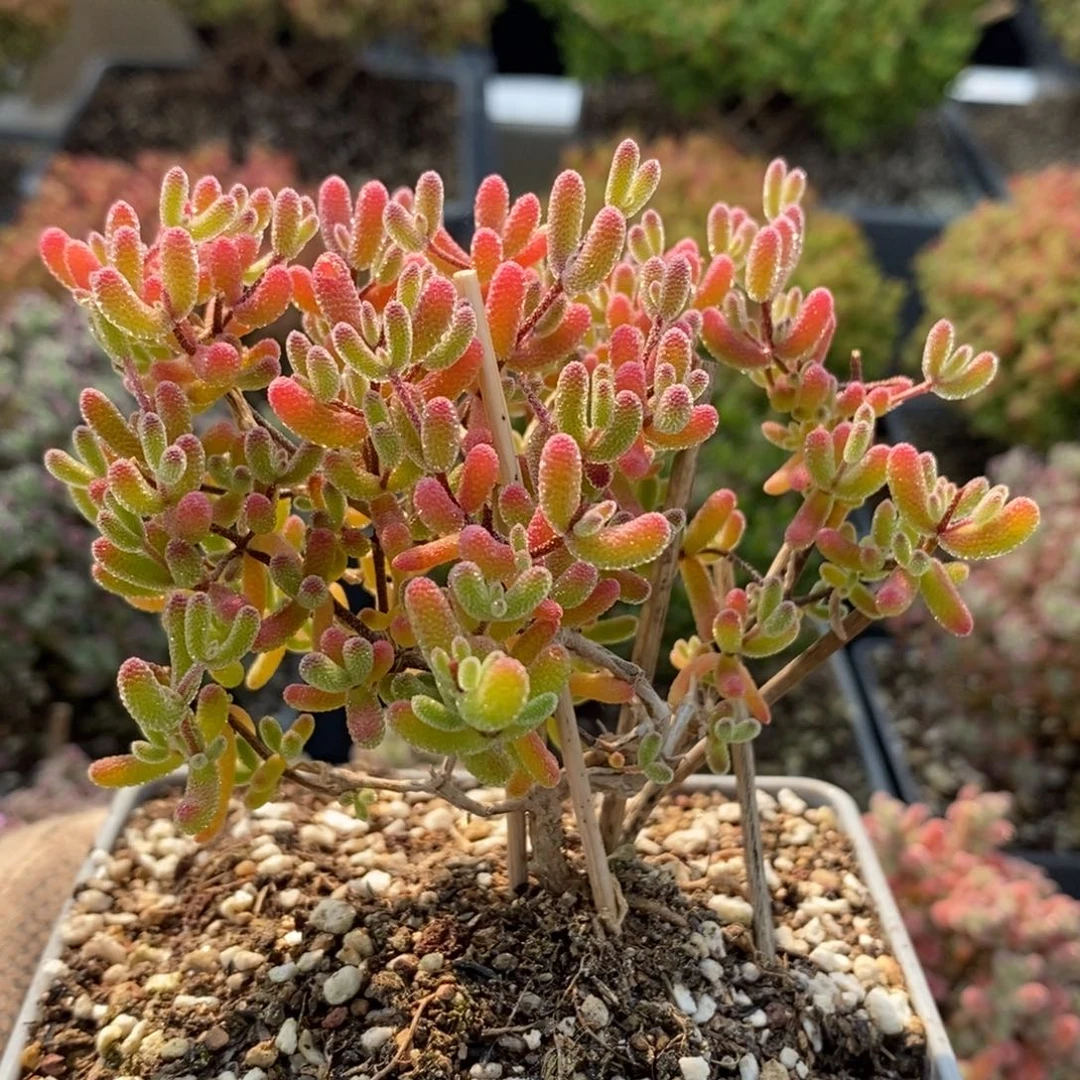 岁**年枝干冰糖6202枝干番