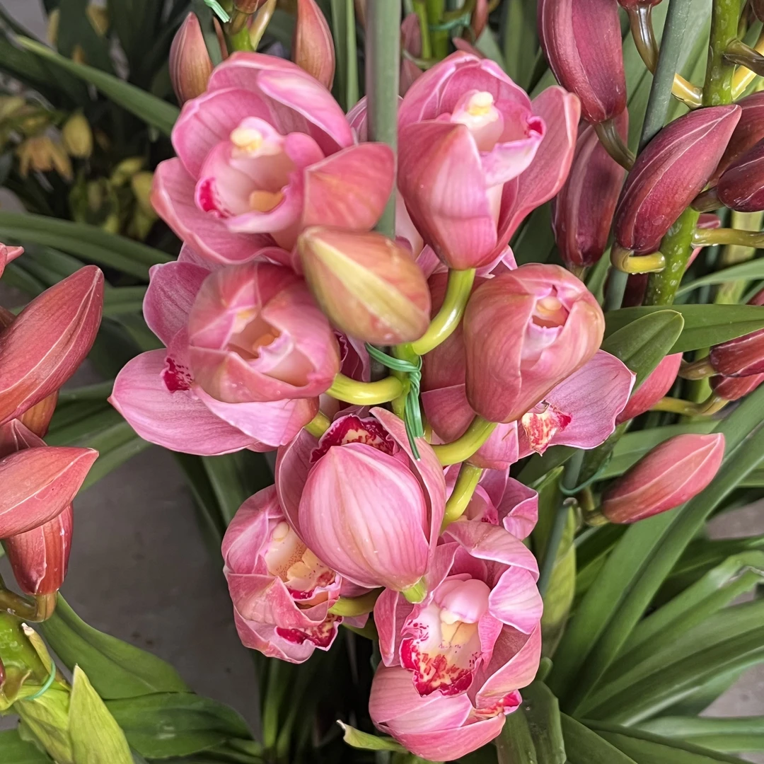 【粉萌萌】高品质年宵花落地款大花蕙兰室内装饰盆栽兰花