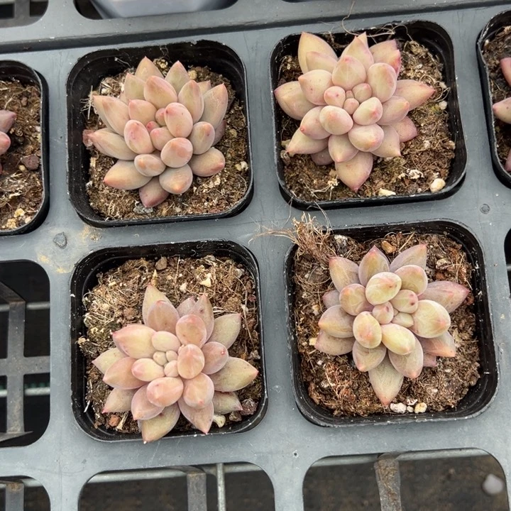 红蜻蜓一颗量拍多肉满20包邮下午发货